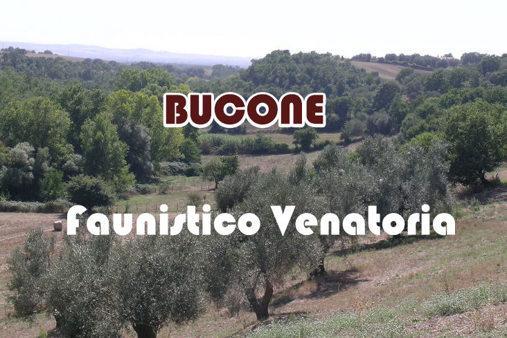 Bucone caccia nel lazio stanziale starna