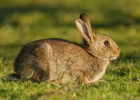caccia al coniglio selvatico italia europa fauna stanziale
