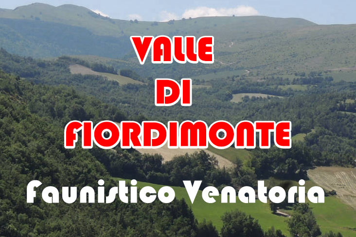 caccia alla coturnice chukar marche valle di fiordimonte