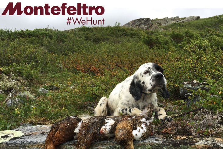 caccia alla beccaccia in scozia Montefeltro