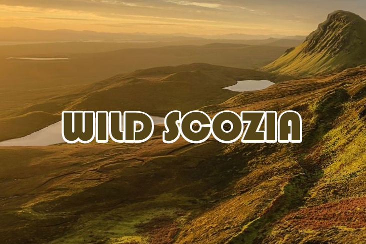 caccia alla beccaccia in scozia wild scozia